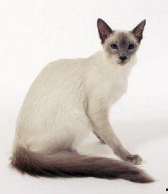 猫眼老太太免费观看,猫眼老太太的惊喜发现