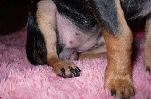 狗的桃子视频全集,桃子视频全集欢乐回顾