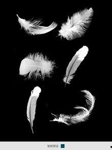 鸡毛满天飞免费观看,免费畅享的喜剧盛宴