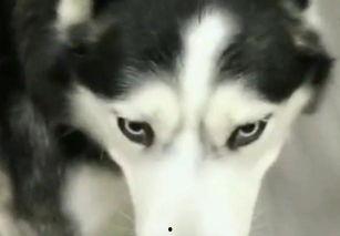 二哈吃瓜娱乐,揭秘娱乐圈那些不为人知的幕后故事