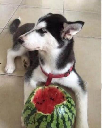 二哈吃瓜娱乐,揭秘娱乐圈那些不为人知的幕后故事