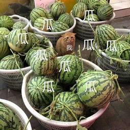 娱乐吃瓜的地方,那些你不知道的“吃瓜”幕后故事